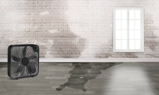 Best Ceiling water damage repair  in Jackson, KY