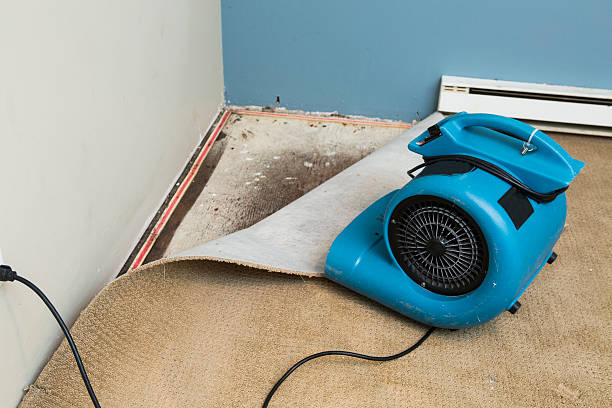 Best Professional water damage repair  in Jackson, KY